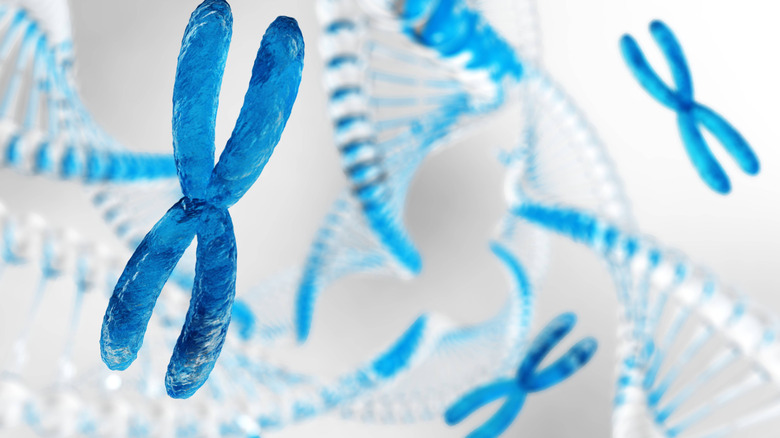 Depiction of chromosomes and DNA