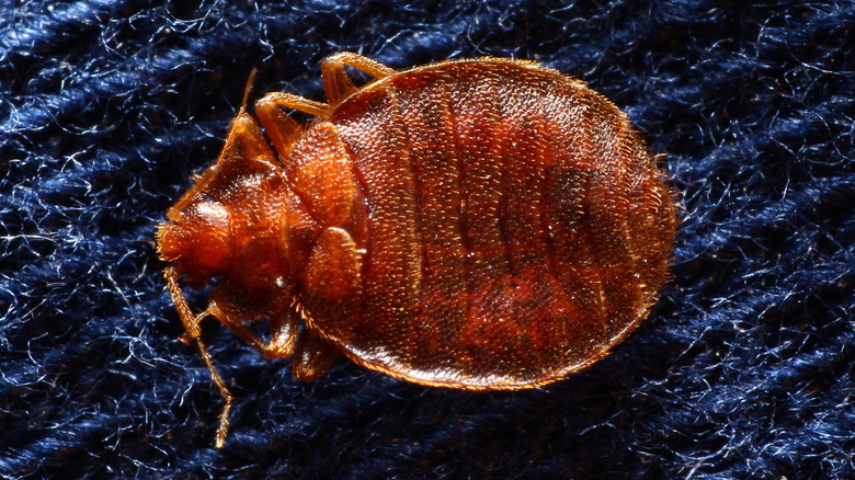 bed bug on bedding