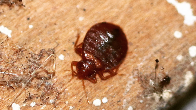 close up of bed bug