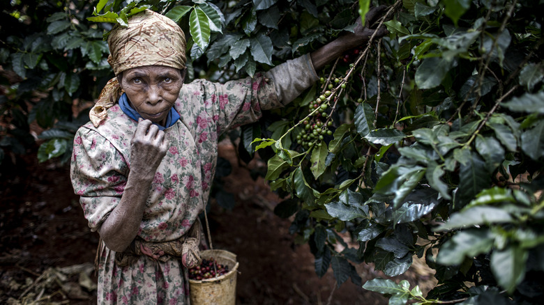 coffee farmer