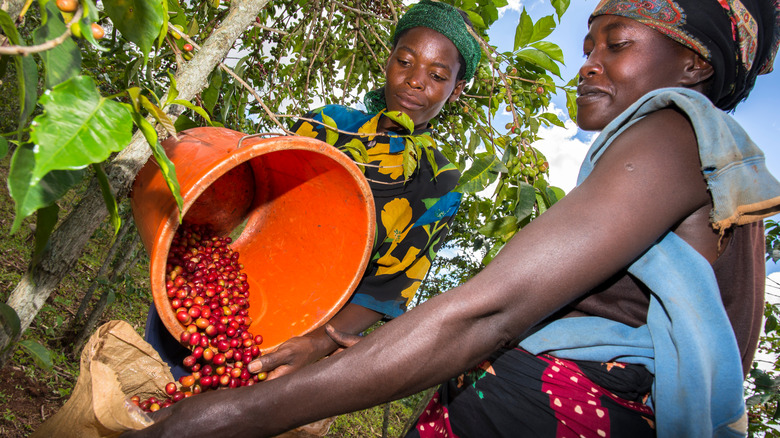 coffee harvesting