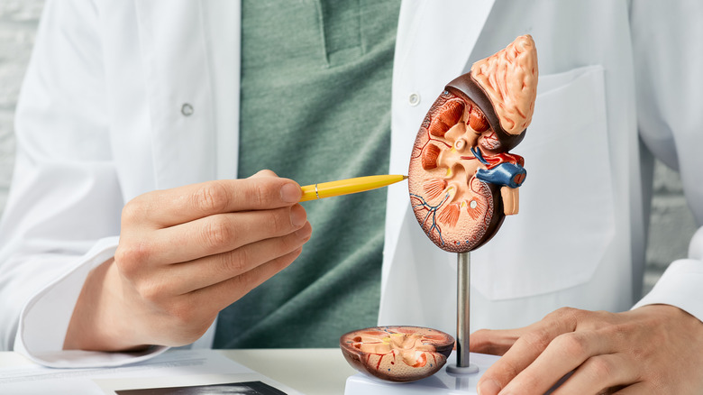 Person pointing to model kidney