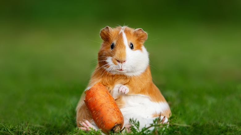 Hamster chewing a carrot