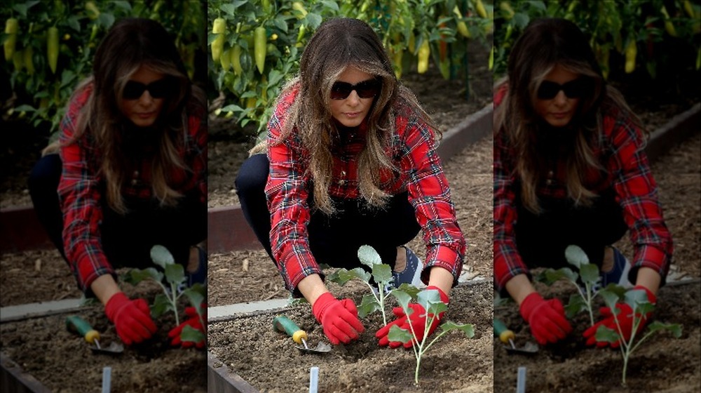 Melania Trump gardening