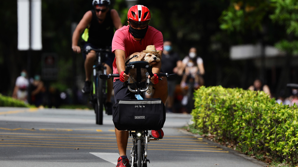 A bicyclist wearing a mask pedals through traffic, transporting a dog
