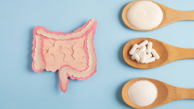 Model of intestines with spoonfuls of supplements