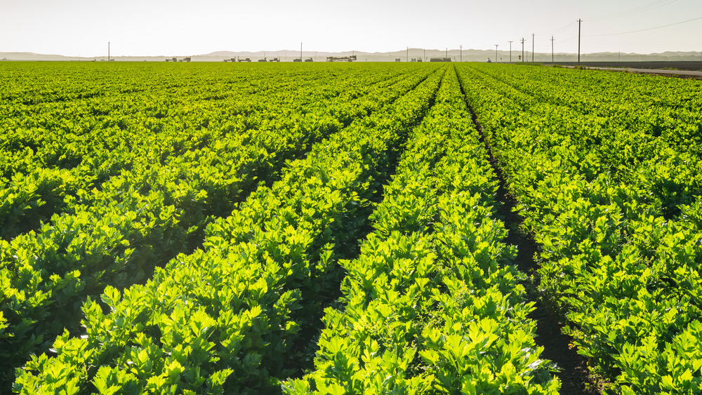 agricultural field of celery