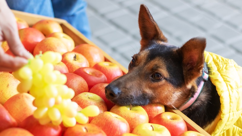 dog staring at a bin of apples and grapes