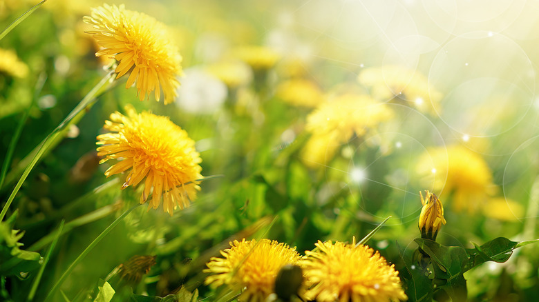 Dandelions in a field of grass