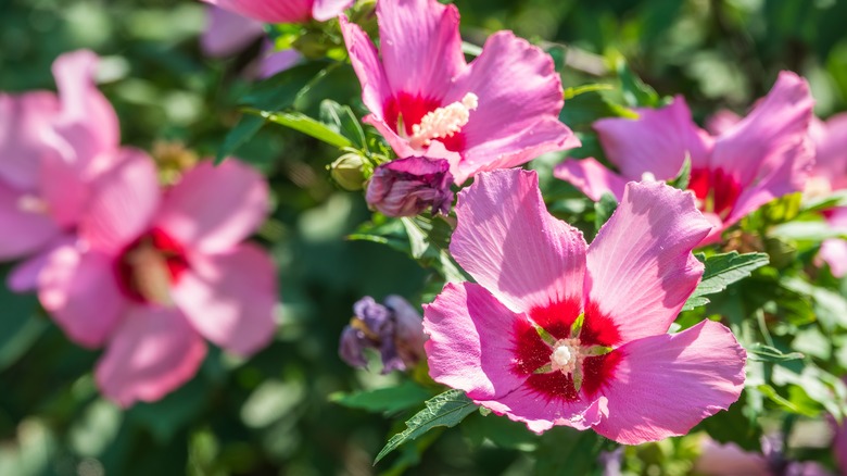 Hibiscus flowers in the sun