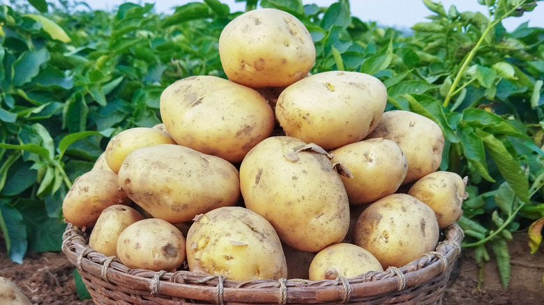 newly harvested potatoes in basket