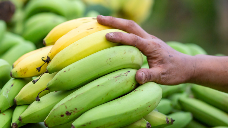 hand touching unripe bananas