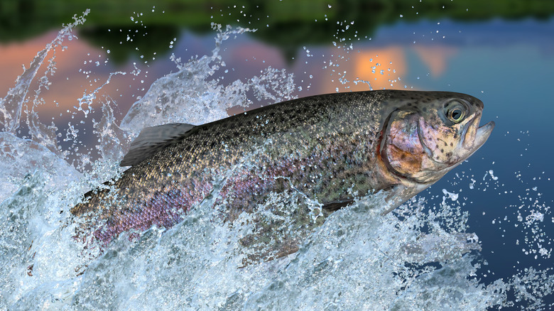 Rainbow trout fish jumping from water
