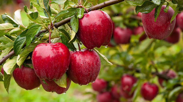 Close shot of red apples on an apple tree