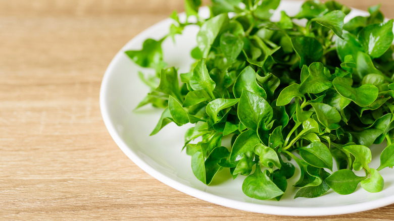 A white plate filled with watercress 