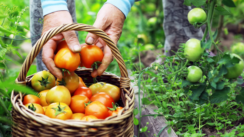 harvesting tomatoes