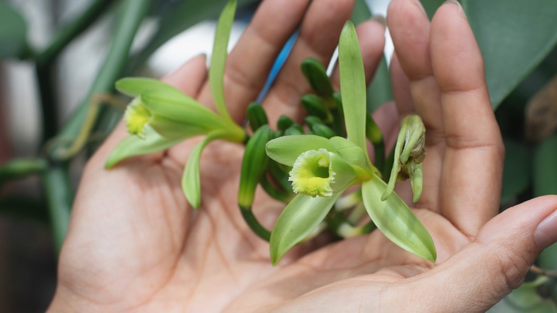 vanilla plant in palms