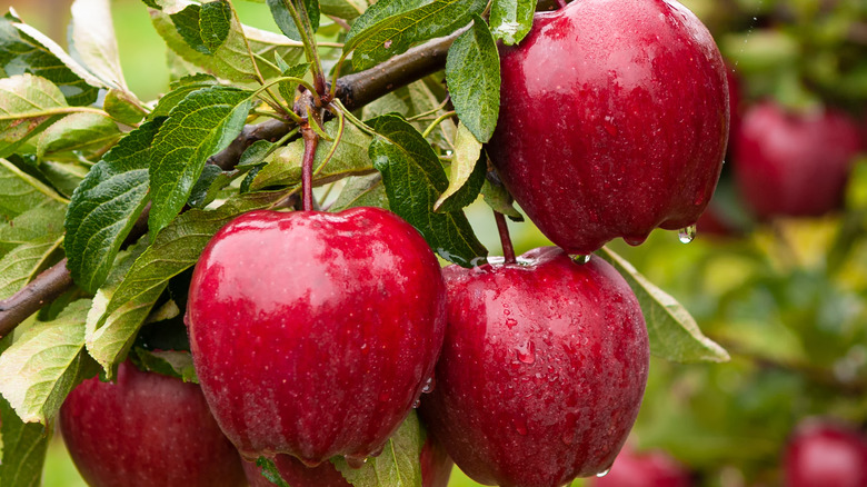 Red apples growing on a tree