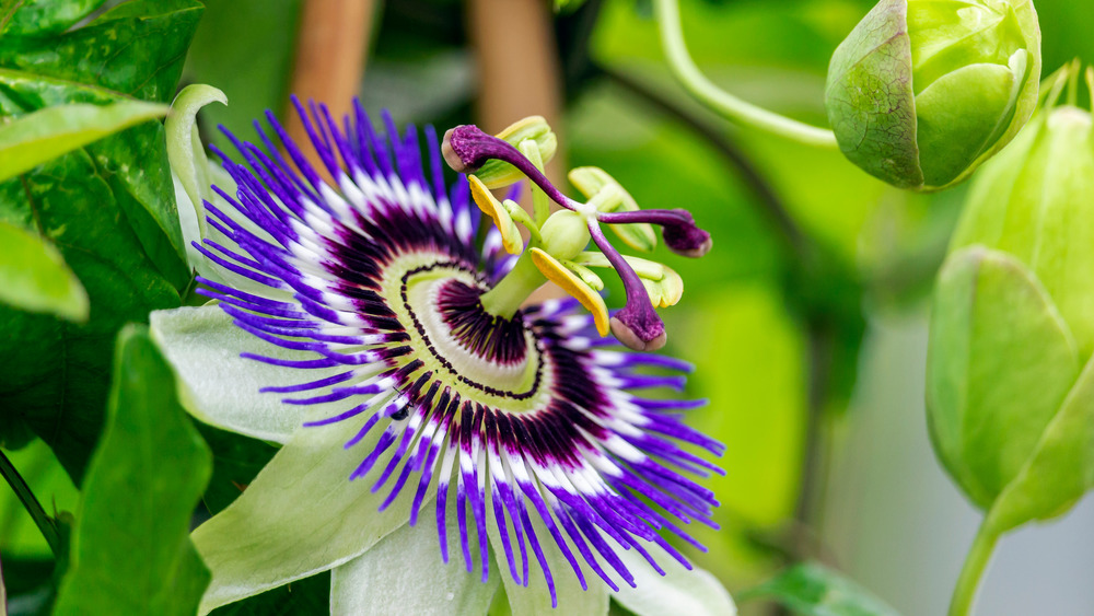 A passionflower blossom next to buds and leaves