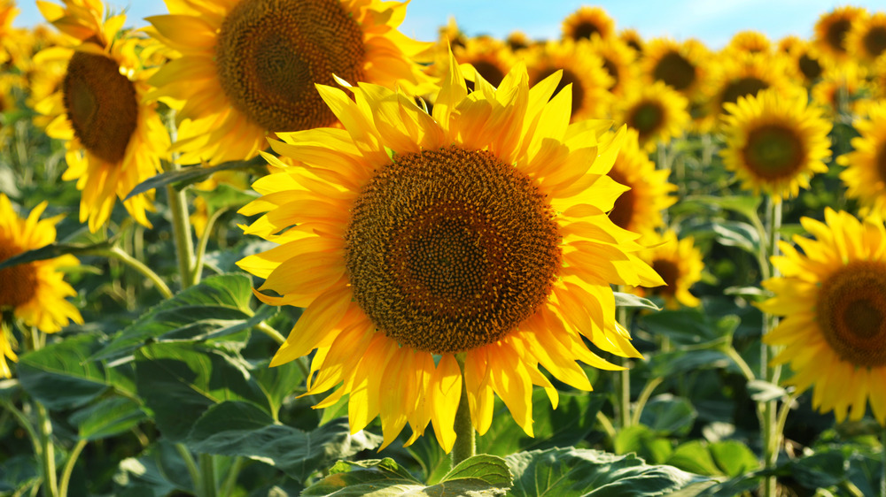 A field of sunflowers under a blue sky