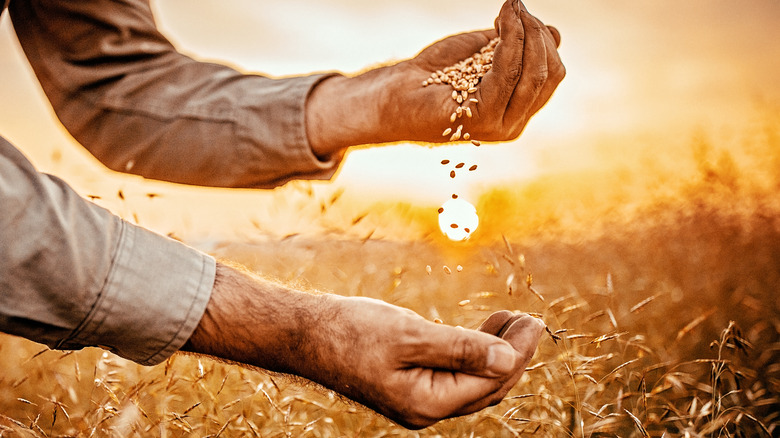 Man pouring grains from one hand to the other