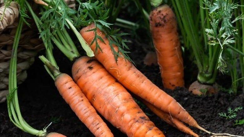 Raw carrots in garden