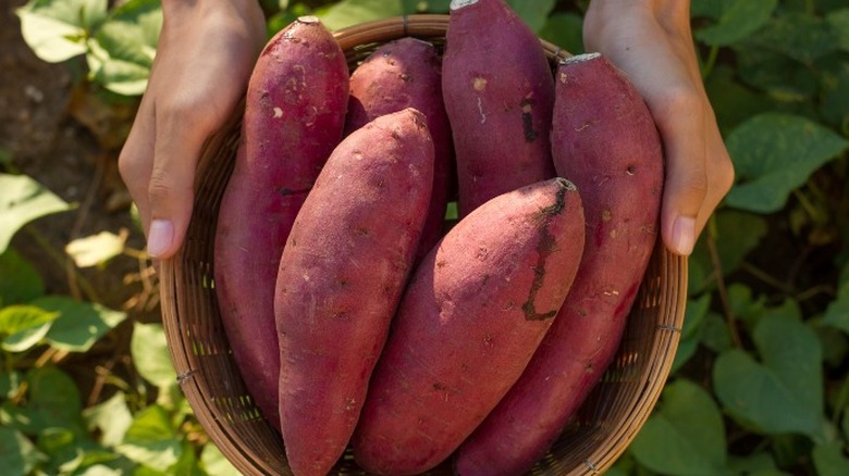 Sweet potatoes in wicker basket