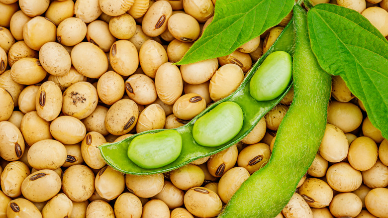 Soybeans in pod on soybean bed