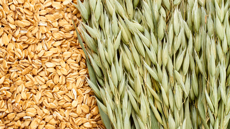 freshly harvested oats clumped together