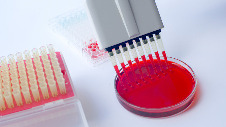 Multichannel pipette in blood laboratory