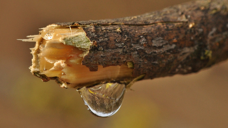 maple sap at the end of a twig 