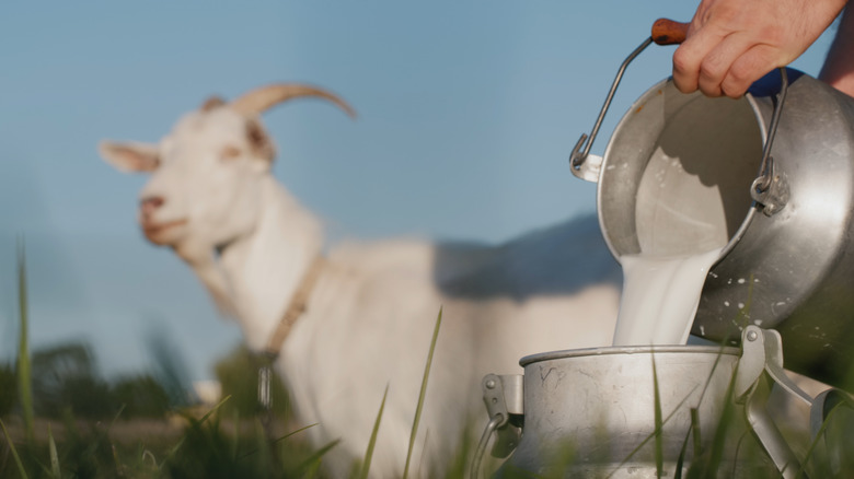 goat and milk