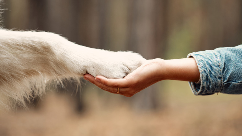 paw and hand shake