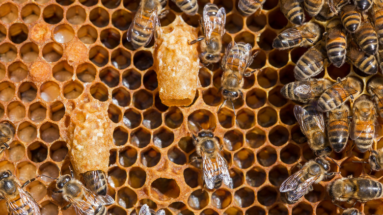 worker bees inside hive 