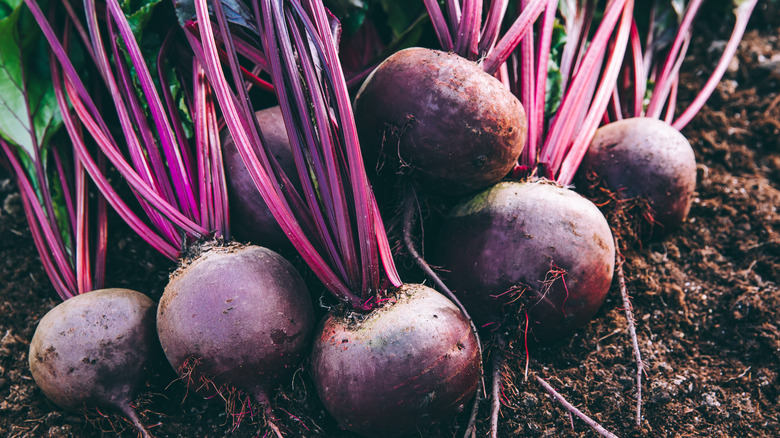 freshly harvested beets