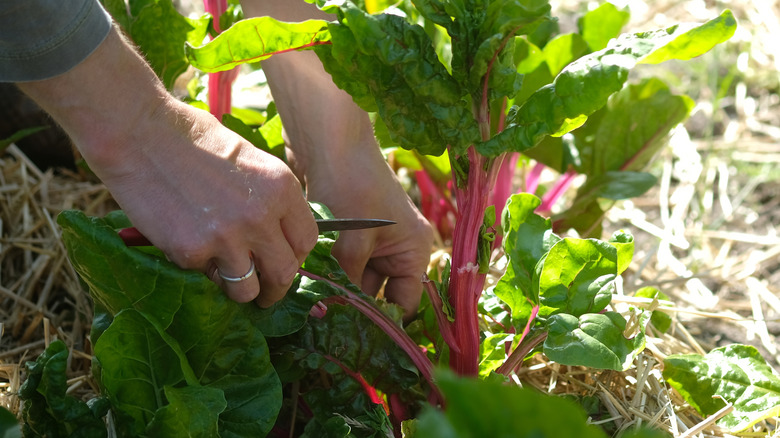 person harvesting beets