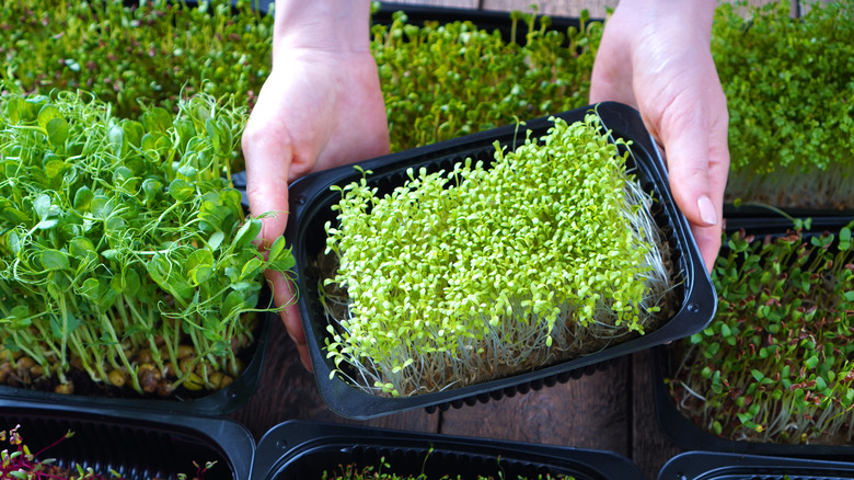 person holding plastic container of microgreens