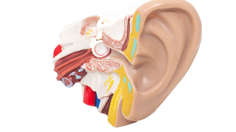 model of inner ear against white background