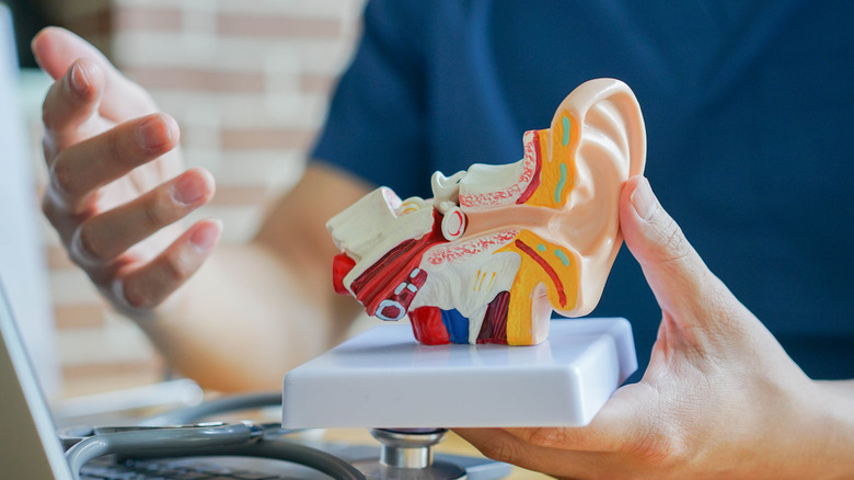 eardrum model showing ruptured eardrum