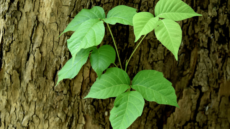 Poison ivy 