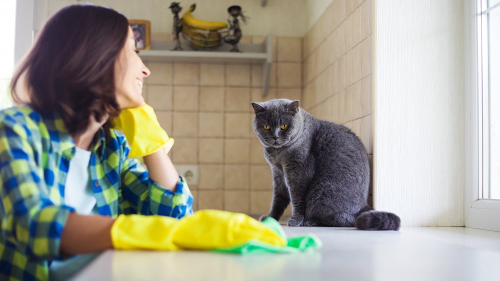 woman cleaning near cat