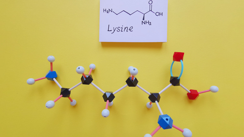 lysine essential amino acid image