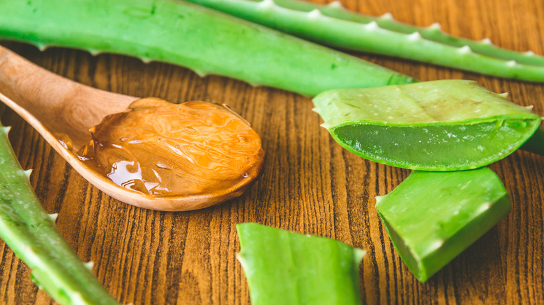 A wooden spoon filled with aloe vera surrounded by aloe vera leaves