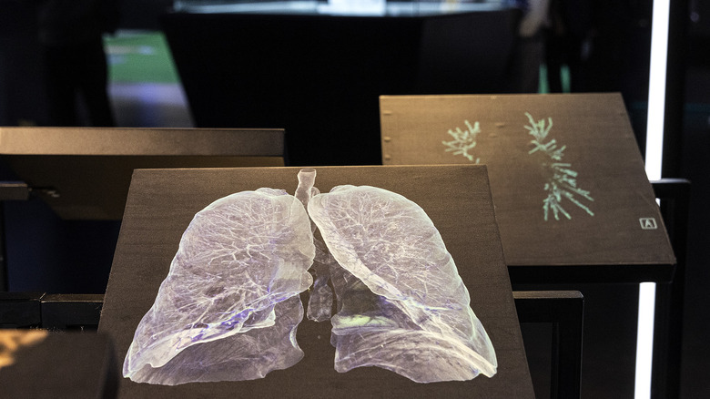 Medical model of human lungs