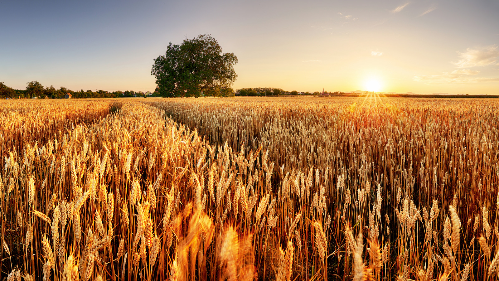 how-american-wheat-differs-from-european-wheat