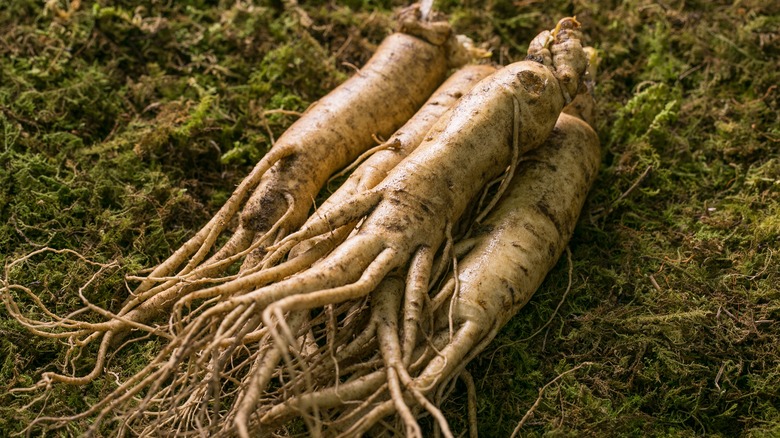 Ginseng root on moss