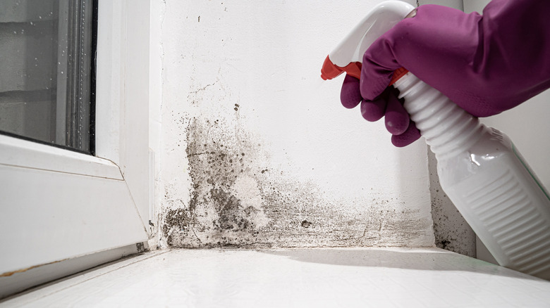 cleaning black mold