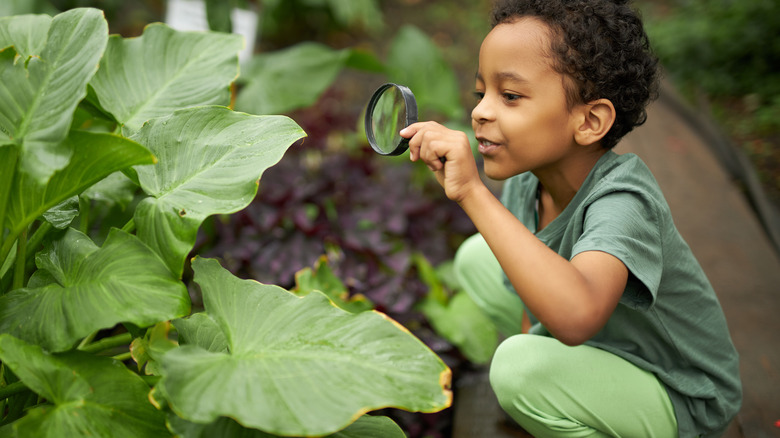 kid looking at plant 
