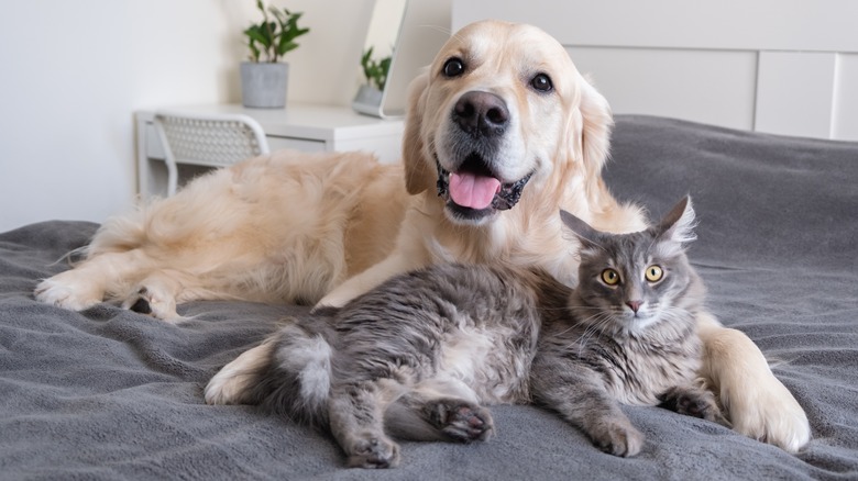 Happy cat and dog laying on bed