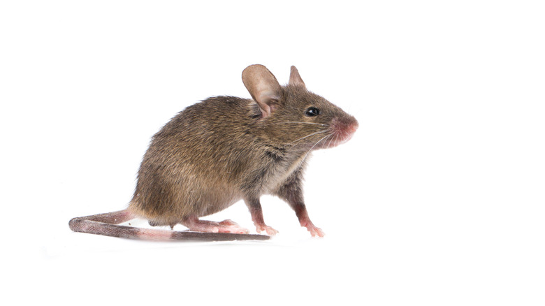 Gray mouse on white background